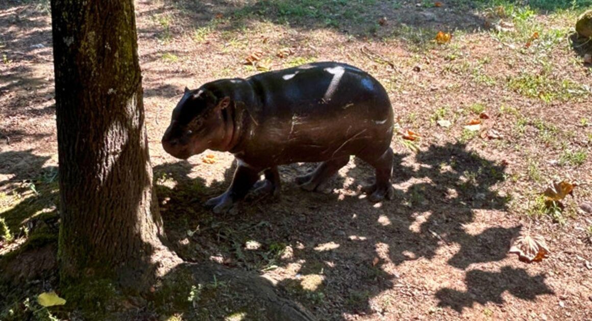 Chama-se roki, é um hipopótamo-pigmeu em risco de extinção e já pode ser visto em zoo de gaia