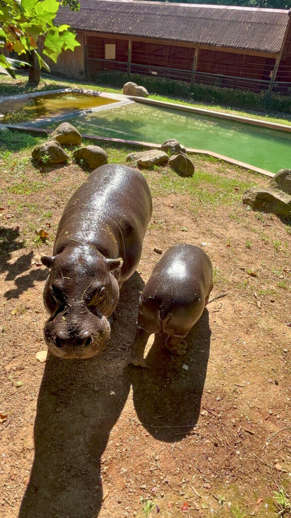 Chama-se roki, é um hipopótamo-pigmeu em risco de extinção e já pode ser visto em zoo de gaia 6 Nasceu em fevereiro