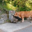 Rapariga de 13 anos atacada por vaca que afagava no gerês