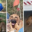 Aventureiro de guimarães resgata cão abandonado na hungria