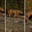 Lobo-ibérico filmado no parque nacional da peneda-gerês