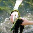Esta planta invasora está a bloquear pescas no rio minho