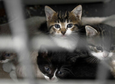 Barcelos dá apoio até 72 euros para esterilizar animais