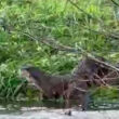 Lontras filmadas em 'visita' à praia fluvial de paredes de coura