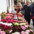 Eis as camélias mais bonitas de guimarães