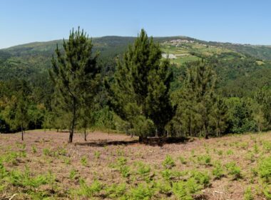 Monção investe 253 mil euros para proteger aldeias de incêndios florestais