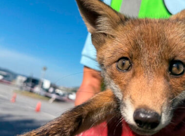 Raposa ferida resgatada na ecovia de barcelos