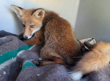 Esta raposa estava ferida na berma da estrada em trás-os-montes e já foi salva