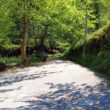 Esta estrada no gerês vai ser arranjada por 850 mil euros
