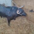 "vaca das cordas": touro de meia tonelada já chegou a ponte de lima