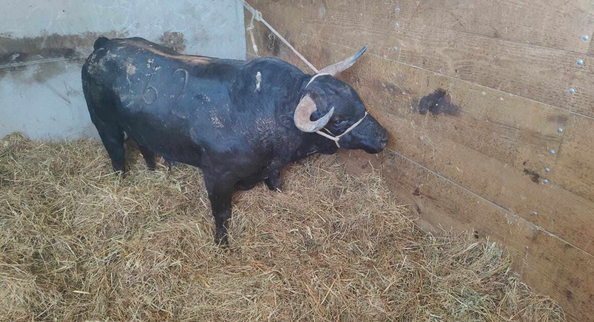 "vaca das cordas": touro de meia tonelada já chegou a ponte de lima