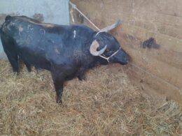 "vaca das cordas": touro de meia tonelada já chegou a ponte de lima