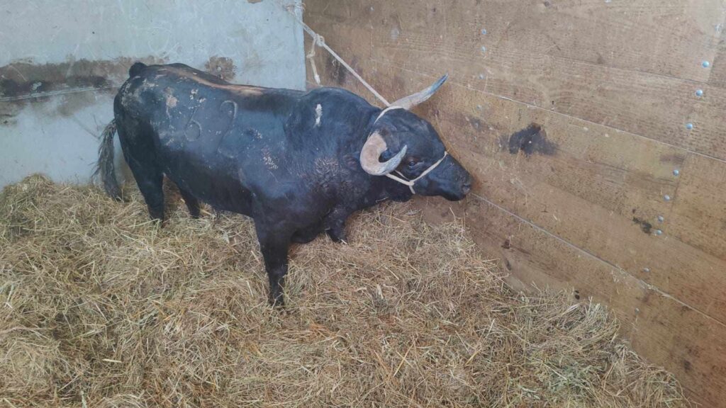 "vaca das cordas": touro de meia tonelada já chegou a ponte de lima 6 "vaca das cordas": touro de meia tonelada já chegou a ponte de lima