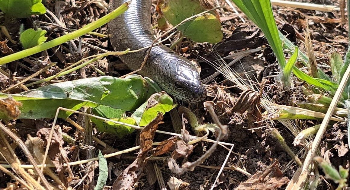Paredes de coura: parece uma cobra mas é um lagarto. Apesar de comum, não é fácil de ver