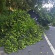 Despista-se contra árvore e derruba-a em ponte de lima