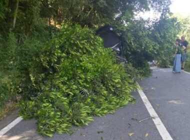 Despista-se contra árvore e derruba-a em ponte de lima