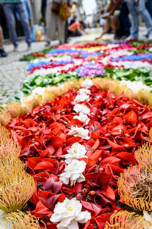 Centenas embelezam ruas de viana do castelo com tapetes de flores 24 Centenas embelezam ruas de viana do castelo com tapetes de flores