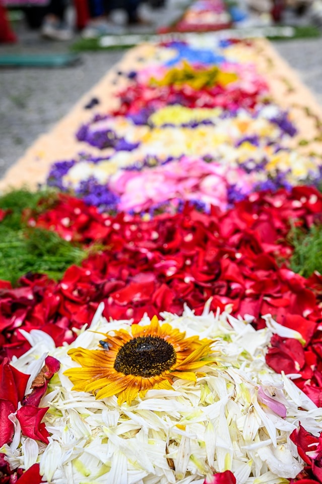Centenas embelezam ruas de viana do castelo com tapetes de flores 21 Centenas embelezam ruas de viana do castelo com tapetes de flores