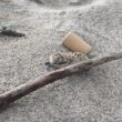 Viana: não pise estes pássaros na praia. São crias à procura de abrigo