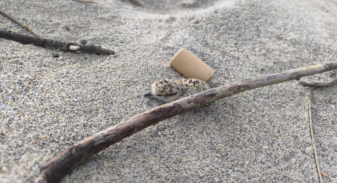 Viana: não pise estes pássaros na praia. São crias à procura de abrigo