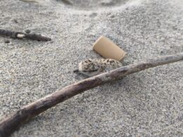 Viana: não pise estes pássaros na praia. São crias à procura de abrigo