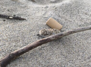 Viana: não pise estes pássaros na praia. São crias à procura de abrigo