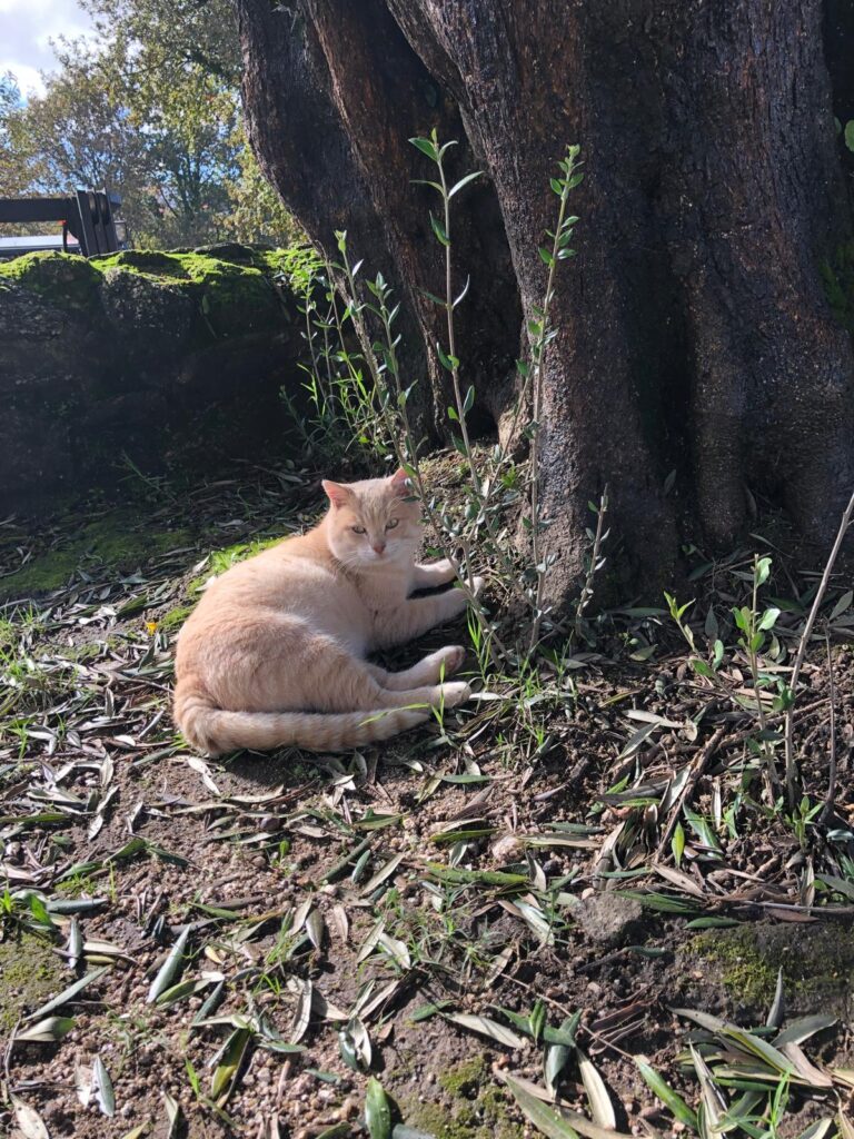 Em arcos de valdevez, os gatos são 'reis' (e tratados como tal) no paço de giela 14 Em arcos de valdevez, os gatos são 'reis' (e tratados como tal) no paço de giela