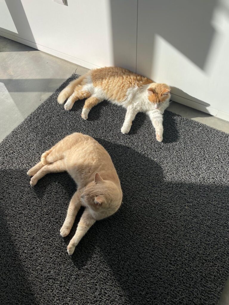 Em arcos de valdevez, os gatos são 'reis' (e tratados como tal) no paço de giela 15 Em arcos de valdevez, os gatos são 'reis' (e tratados como tal) no paço de giela