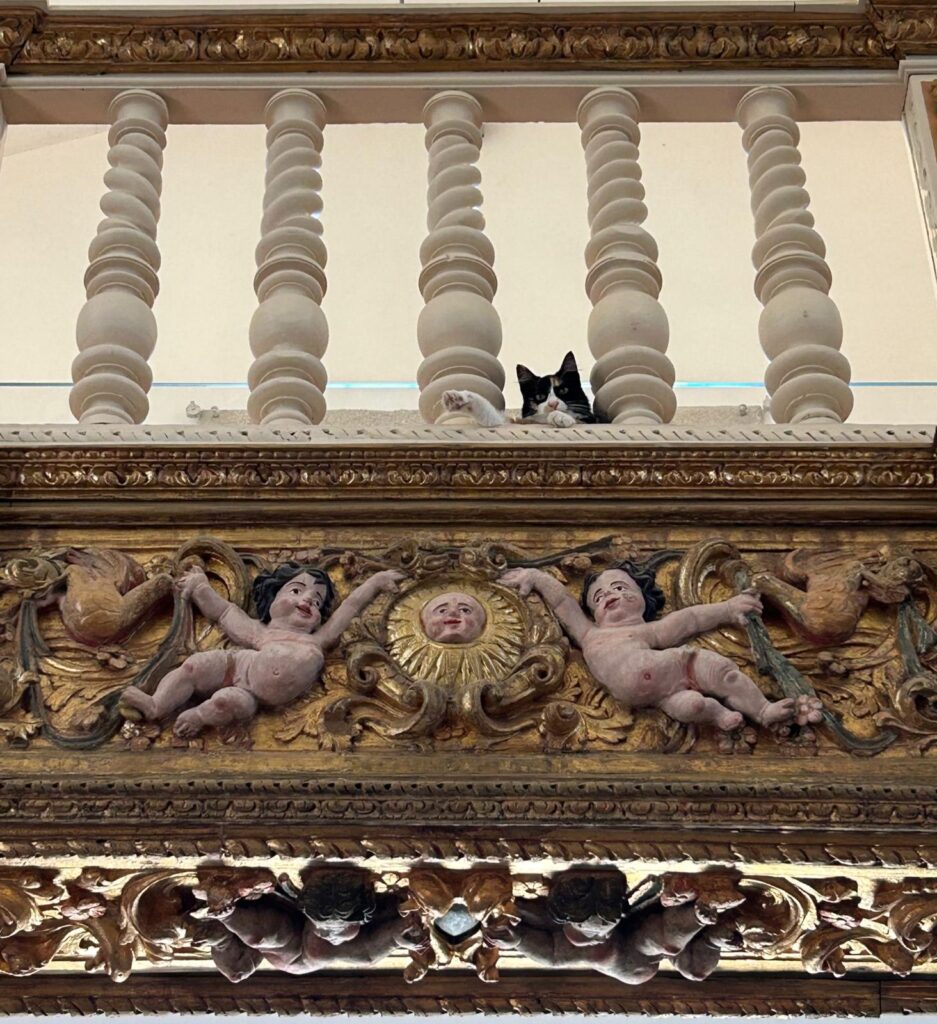 Em arcos de valdevez, os gatos são 'reis' (e tratados como tal) no paço de giela 20 Em arcos de valdevez, os gatos são 'reis' (e tratados como tal) no paço de giela