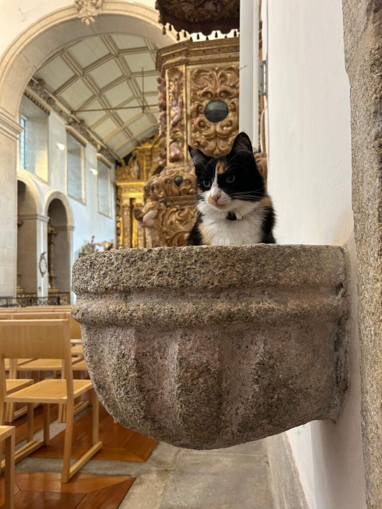 Em arcos de valdevez, os gatos são 'reis' (e tratados como tal) no paço de giela 18 Em arcos de valdevez, os gatos são 'reis' (e tratados como tal) no paço de giela