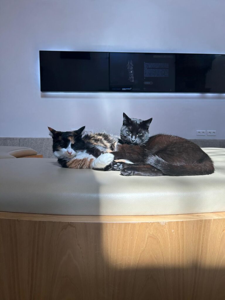 Em arcos de valdevez, os gatos são 'reis' (e tratados como tal) no paço de giela 23 Em arcos de valdevez, os gatos são 'reis' (e tratados como tal) no paço de giela