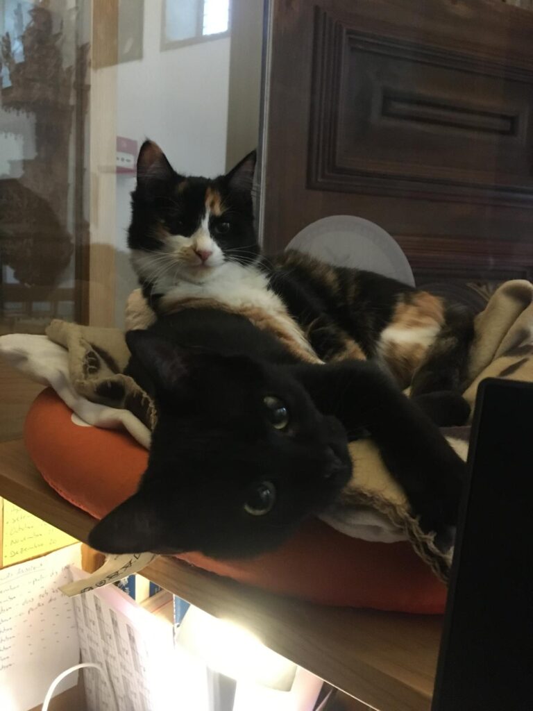 Em arcos de valdevez, os gatos são 'reis' (e tratados como tal) no paço de giela 22 Em arcos de valdevez, os gatos são 'reis' (e tratados como tal) no paço de giela