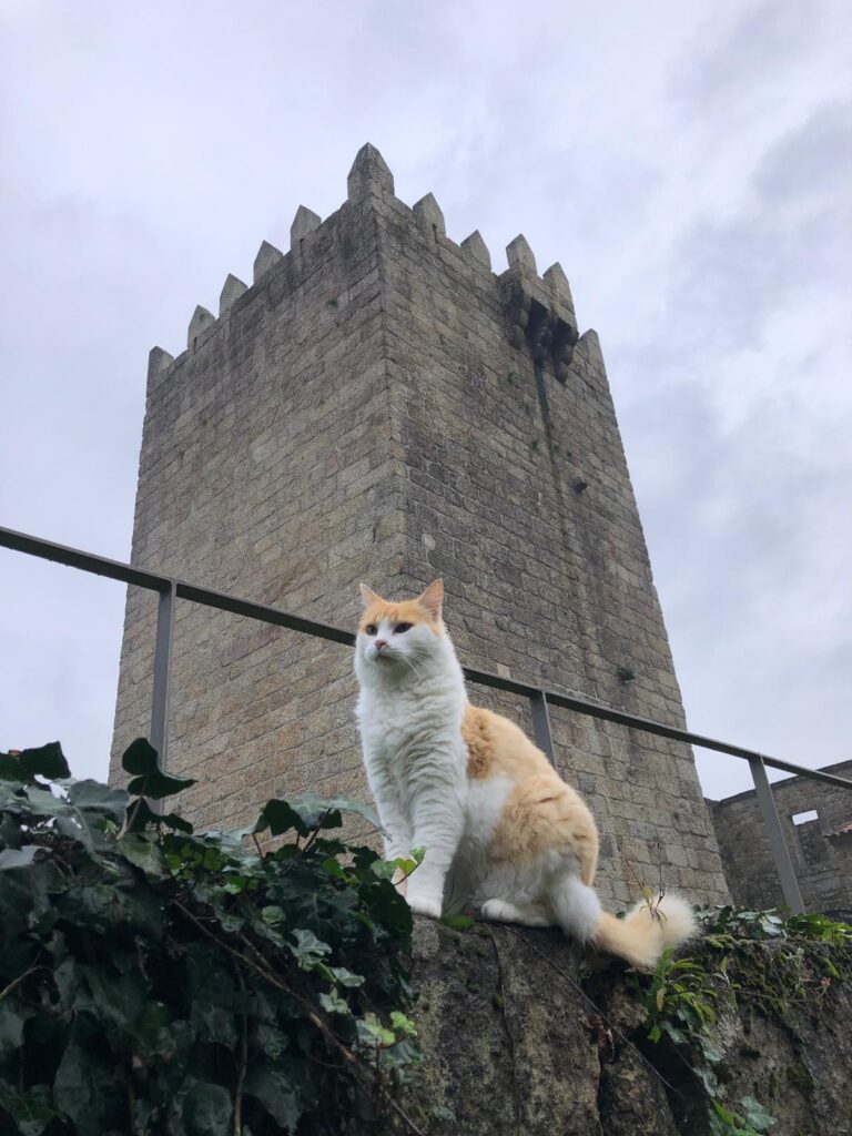 Em arcos de valdevez, os gatos são 'reis' (e tratados como tal) no paço de giela 7 Em arcos de valdevez, os gatos são 'reis' (e tratados como tal) no paço de giela