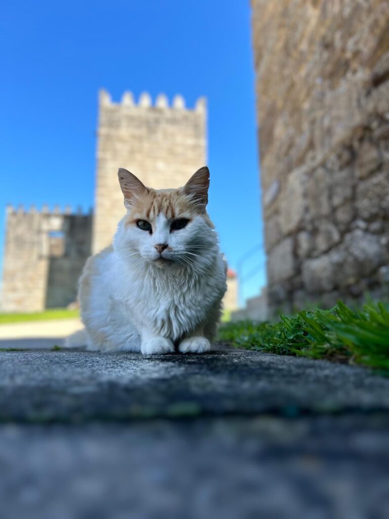 Em arcos de valdevez, os gatos são 'reis' (e tratados como tal) no paço de giela 6 Em arcos de valdevez, os gatos são 'reis' (e tratados como tal) no paço de giela