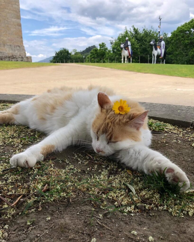 Em arcos de valdevez, os gatos são 'reis' (e tratados como tal) no paço de giela 8 Em arcos de valdevez, os gatos são 'reis' (e tratados como tal) no paço de giela