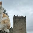 Em arcos de valdevez, os gatos são 'reis' (e tratados como tal) no paço de giela