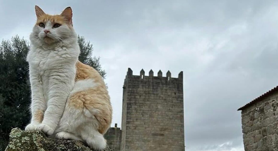 Em arcos de valdevez, os gatos são 'reis' (e tratados como tal) no paço de giela