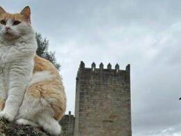 Em arcos de valdevez, os gatos são 'reis' (e tratados como tal) no paço de giela