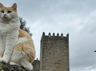 Em arcos de valdevez, os gatos são 'reis' (e tratados como tal) no paço de giela