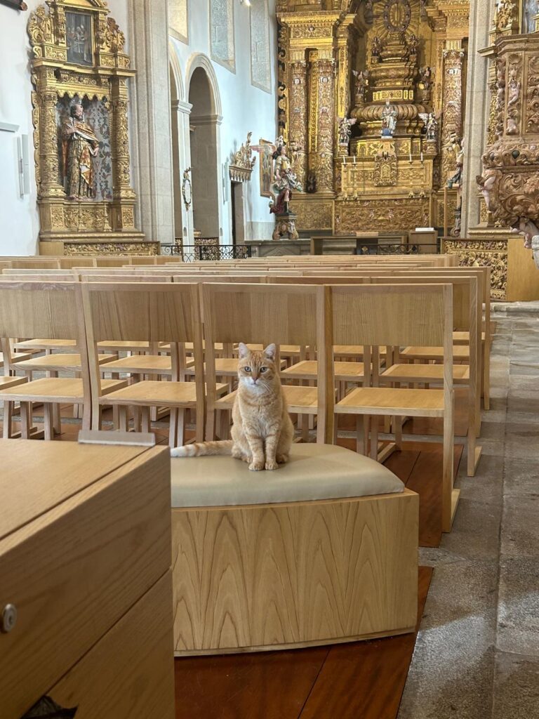 Em arcos de valdevez, os gatos são 'reis' (e tratados como tal) no paço de giela 24 Em arcos de valdevez, os gatos são 'reis' (e tratados como tal) no paço de giela