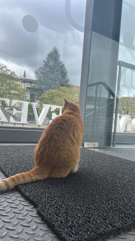 Em arcos de valdevez, os gatos são 'reis' (e tratados como tal) no paço de giela 25 Em arcos de valdevez, os gatos são 'reis' (e tratados como tal) no paço de giela