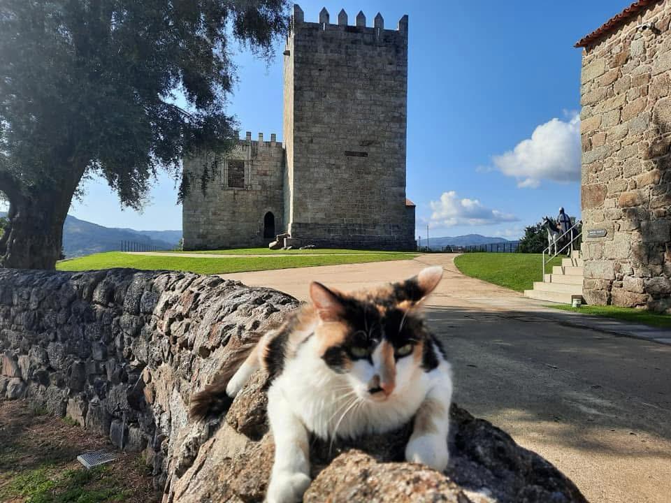 Em arcos de valdevez, os gatos são 'reis' (e tratados como tal) no paço de giela 12 Em arcos de valdevez, os gatos são 'reis' (e tratados como tal) no paço de giela