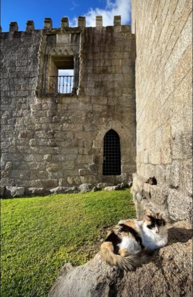 Em arcos de valdevez, os gatos são 'reis' (e tratados como tal) no paço de giela 13 Em arcos de valdevez, os gatos são 'reis' (e tratados como tal) no paço de giela