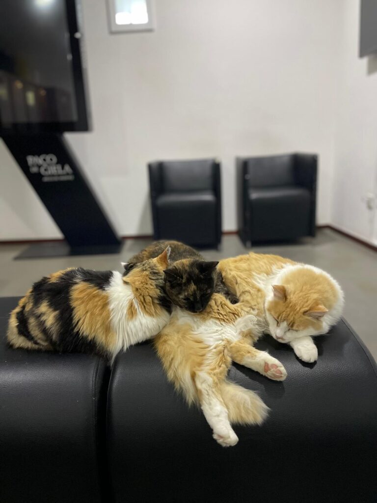 Em arcos de valdevez, os gatos são 'reis' (e tratados como tal) no paço de giela 16 Em arcos de valdevez, os gatos são 'reis' (e tratados como tal) no paço de giela