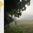 Minho acorda com neblina perto do litoral mas braga vai aos 38ºc. Metade do país a 'vermelho'