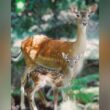 Parque biológico em arcos de valdevez tem novo 'inquilino'. É um gamo: "bem-vindo, pequenino"