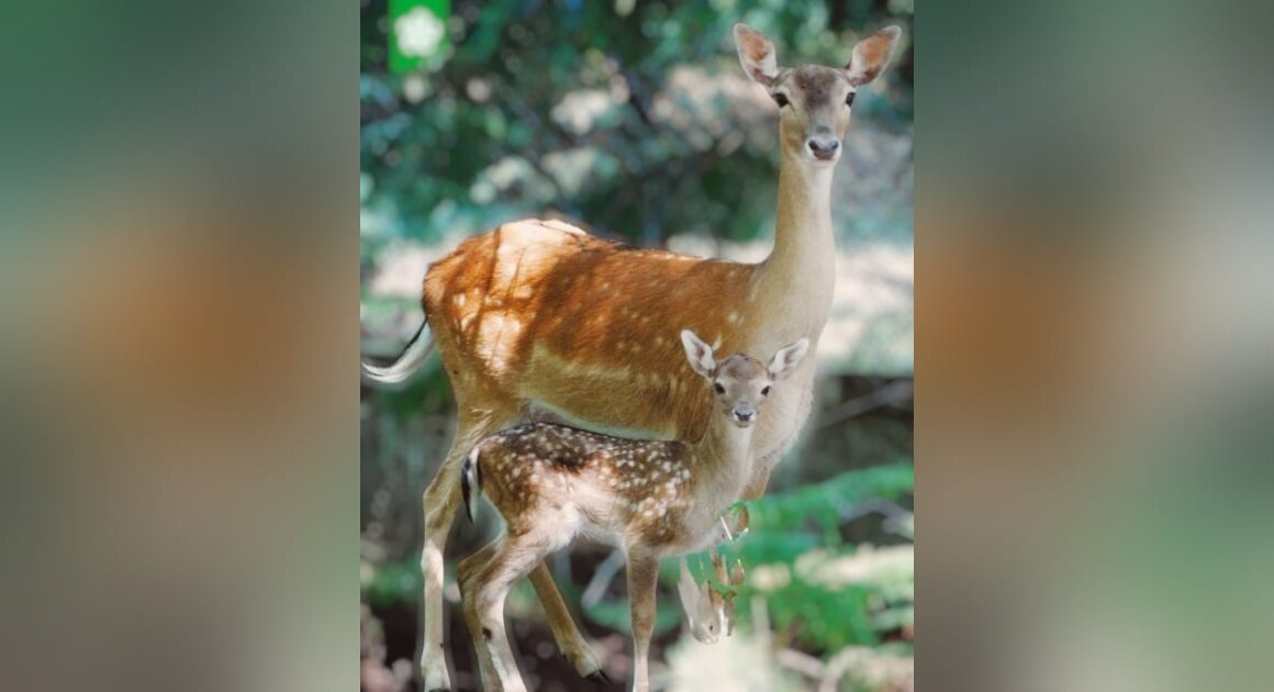 Parque biológico em arcos de valdevez tem novo 'inquilino'. É um gamo: "bem-vindo, pequenino"