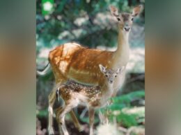 Parque biológico em arcos de valdevez tem novo 'inquilino'. É um gamo: "bem-vindo, pequenino"