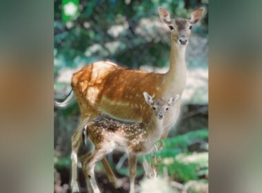 Parque biológico em arcos de valdevez tem novo 'inquilino'. É um gamo: "bem-vindo, pequenino"