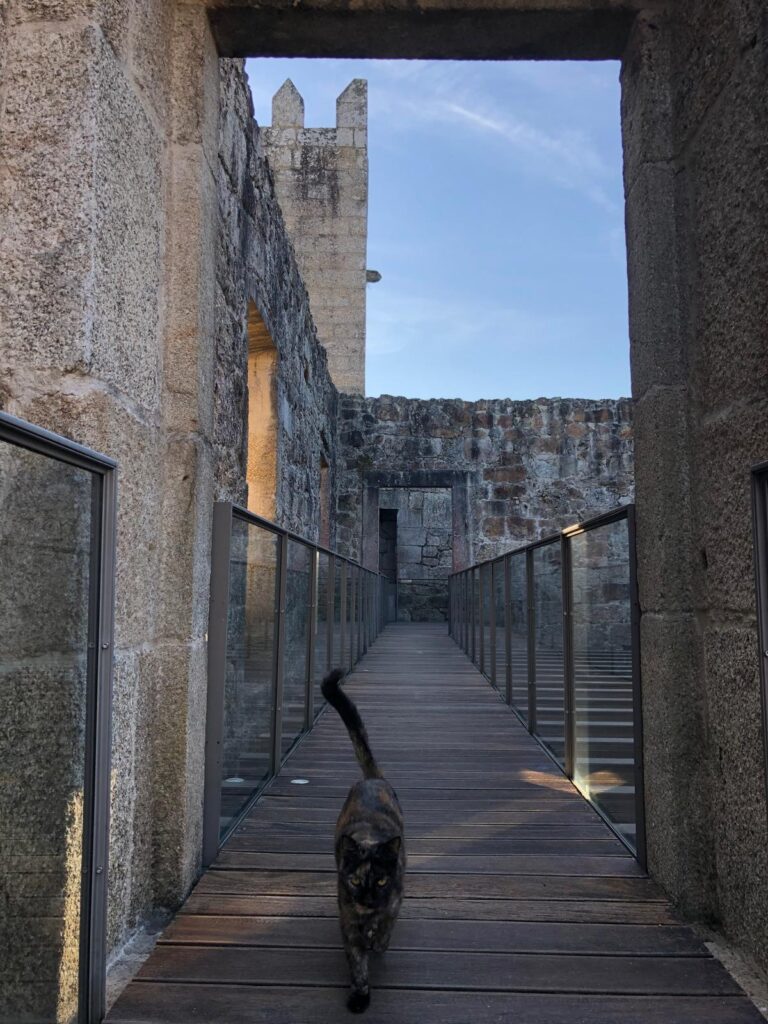 Em arcos de valdevez, os gatos são 'reis' (e tratados como tal) no paço de giela 9 Em arcos de valdevez, os gatos são 'reis' (e tratados como tal) no paço de giela